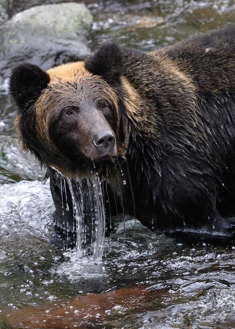 Bear Market